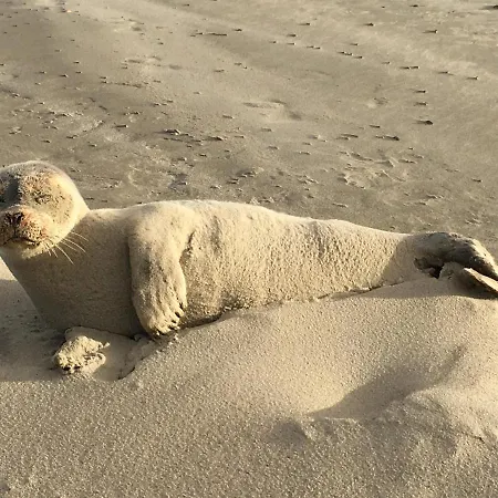 Haus Insulaner Tolle 8 Apartment